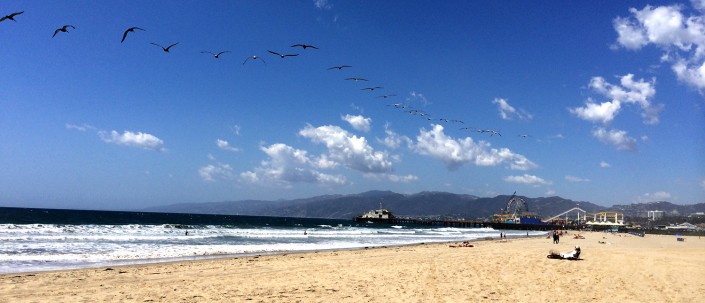 Bird Waves at Santa Monica web