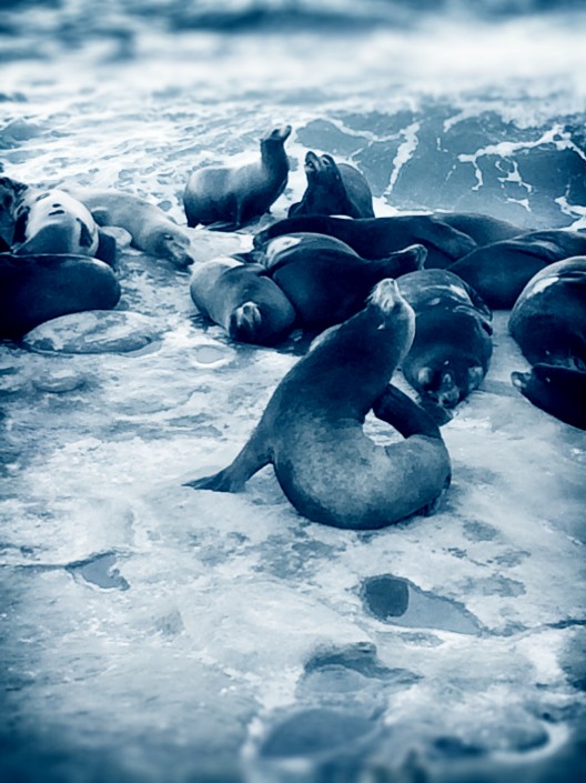 La Jolla Seals