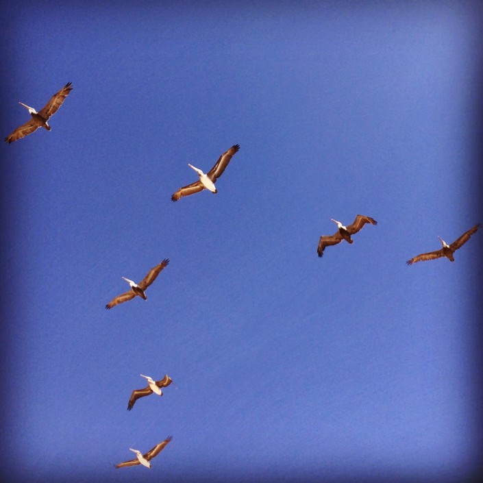 Beach Birds
