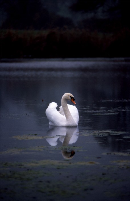 Swan Lake