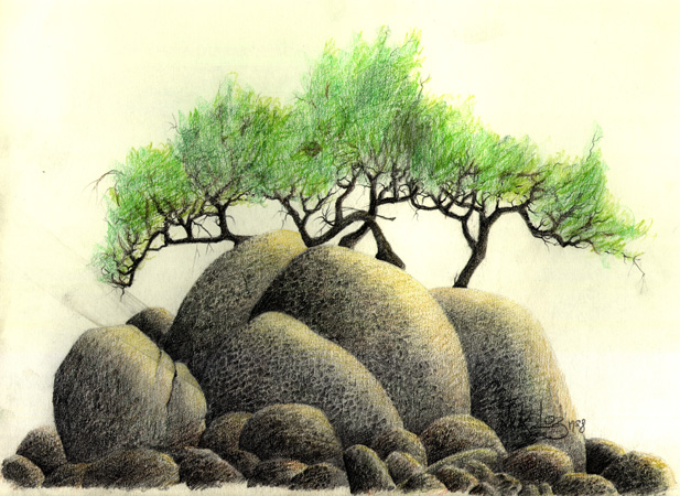 RocksandTrees