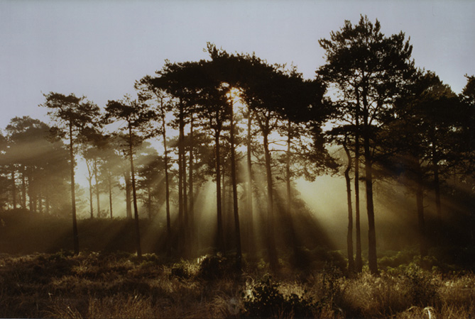 ArtworkSunThroughTrees