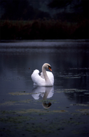 ArtworkSwanLake