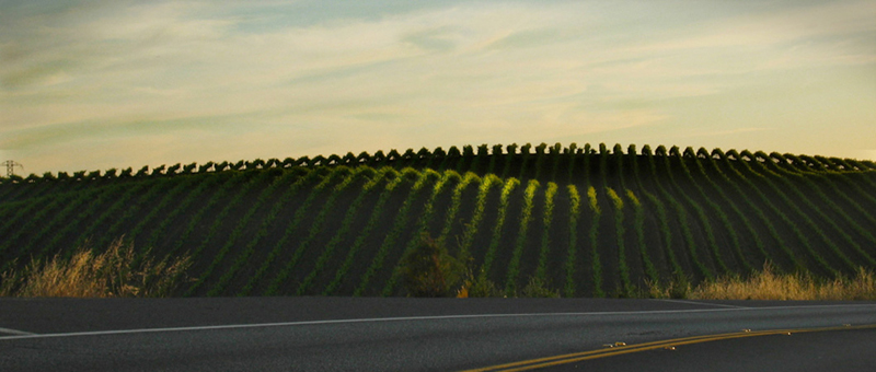 Napa Vineyards