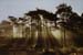 ArtworkSunThroughTrees