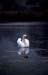 ArtworkSwanLake
